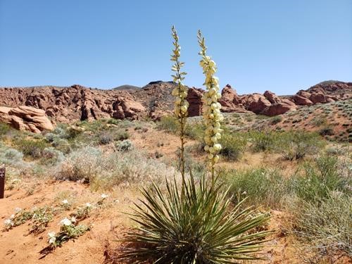 Utah Yucca