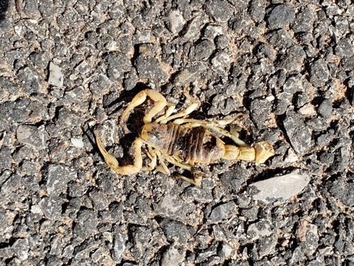 Dead Hairy Scorpion on parking lot at Snow Canyon State Park campground