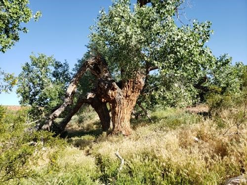 Freemont Cottonwood patriarch