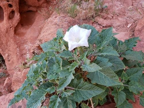 Sacred Datura