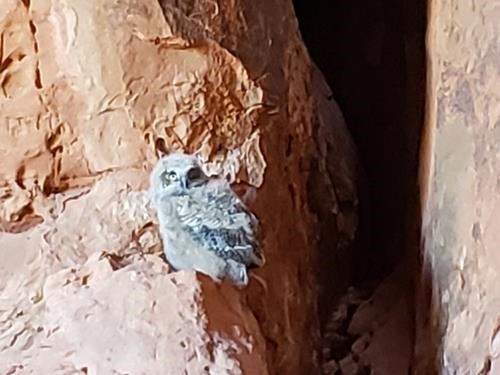 Owl chick in Scout Cave (an arch)