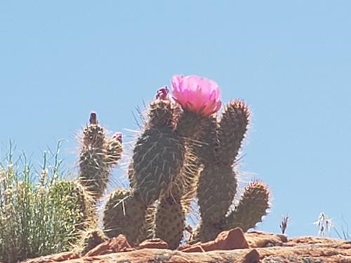 The Prickly Pear blooming in May