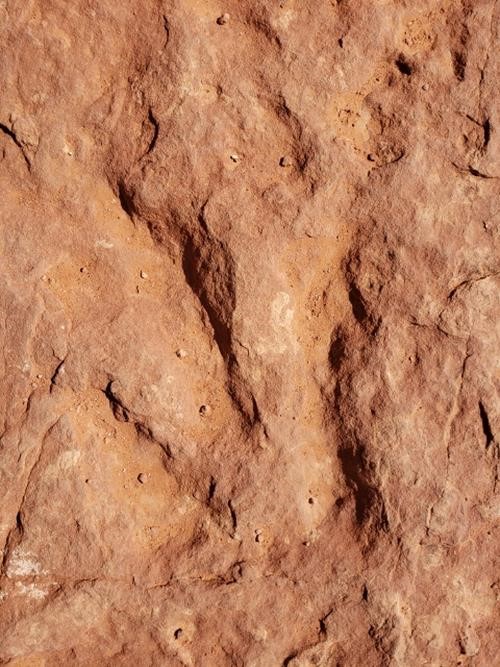 Dinosaur track on Silver Reef in Red Cliffs National Conservation Area