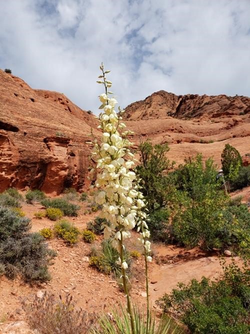 Utah Yucca