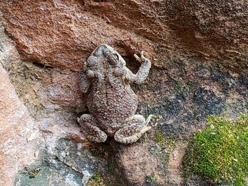 Spadefoot Toad
