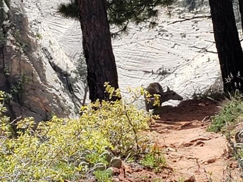Deer on the West Rim of Zion Canyon