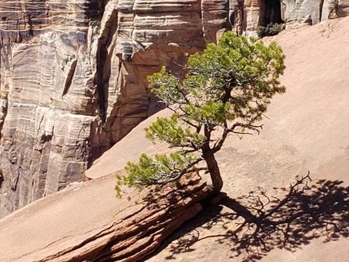 Bonzai pine growing out of the sandstone at Zion Overlook