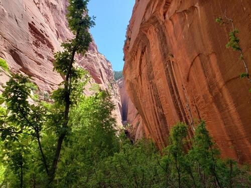 Upper canyon of the South Fork of Taylor Creek