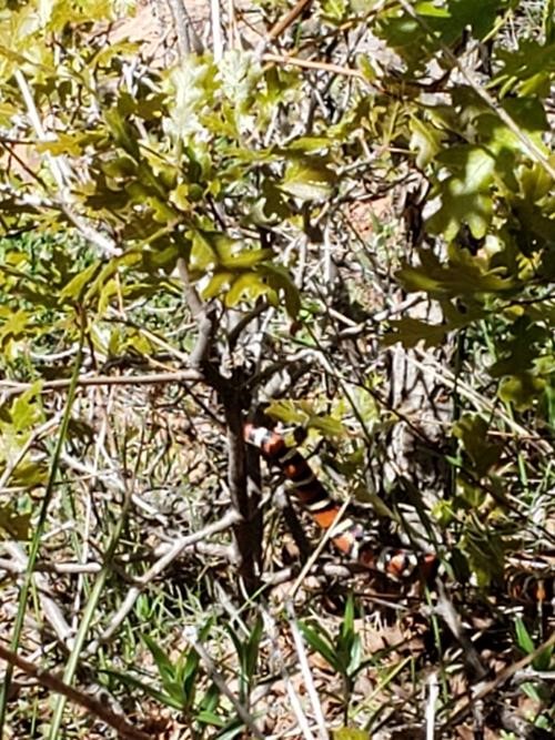 Sequoia King Snake (look closely!)