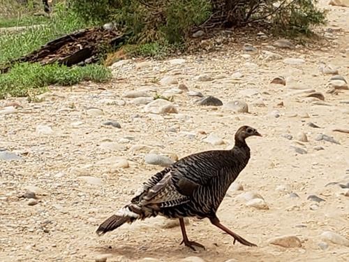 Female wild turkey in Zion Canyon