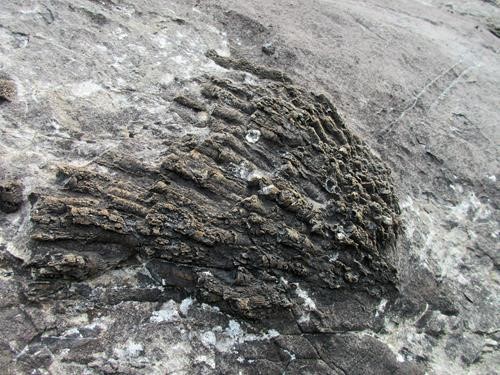 One of many coral fossils in the fossil bed on Opal