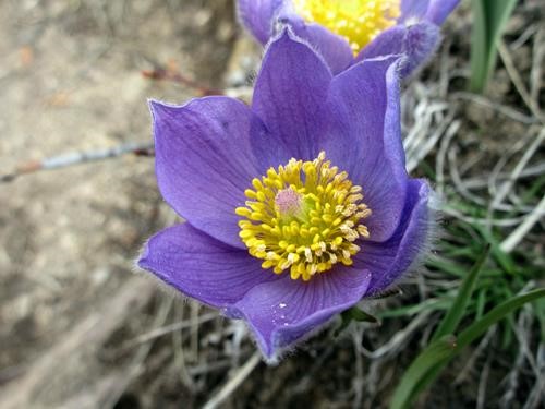 Crocus on the lower section of the Opal Ridge trail
