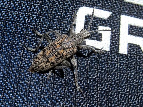 Long-horn Beetle hitches a ride on Anklebiter Ridge