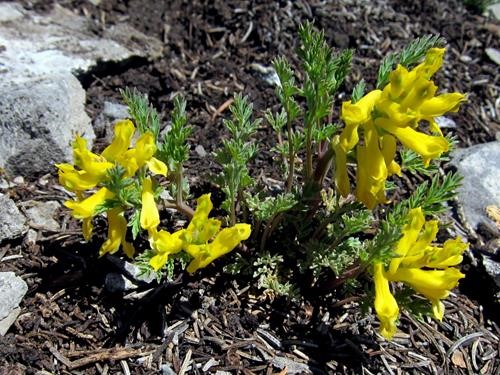 Golden Corydails on Anklebiter Ridge