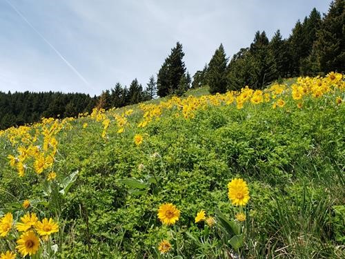 Profusion of arrow leaf balsam root flowers on Little Whaleback Ridge