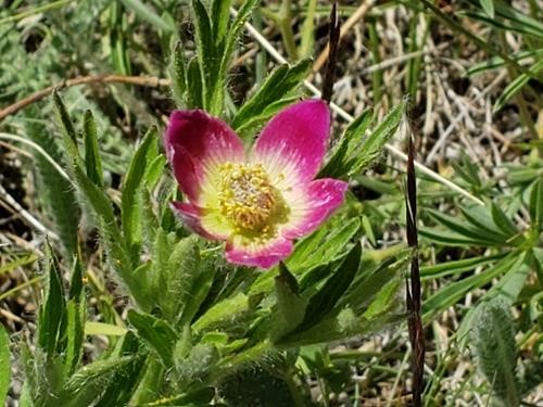 Wind flower on the Little Whaleback Ridge