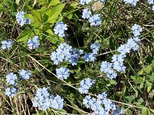 Forget-me-nots in profusion on the Little Whaleback Ridge