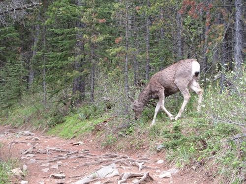 Unconcerned Deer Crossing Trail