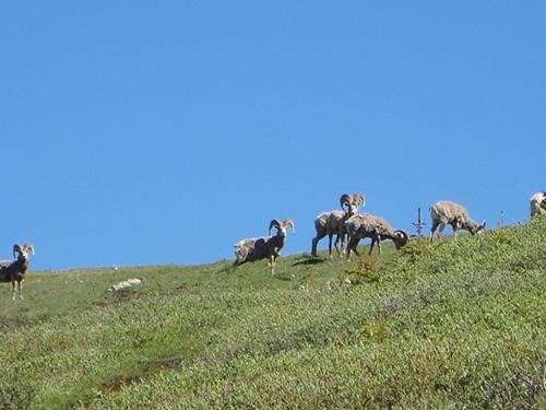 Sheep on Pigeon Mtn. June 2019. 