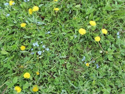 Forget-me-nots and dandelions