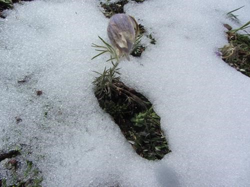 Hardy crocus deals with the recent snow