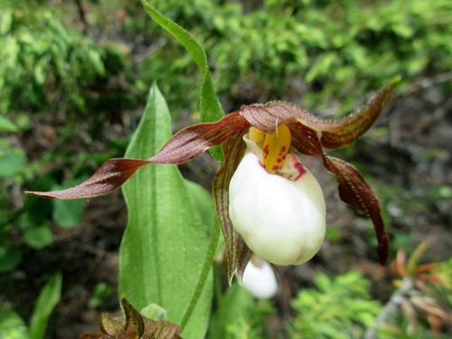 White Lady Slipper orchid.