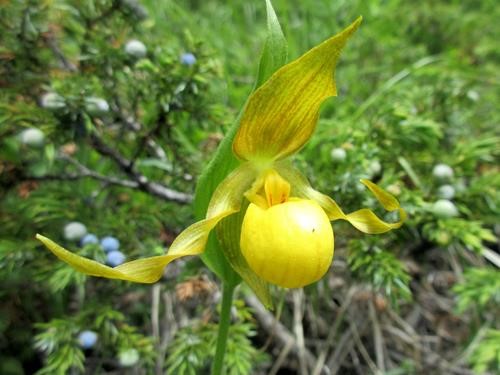 Yellow Lady Slipper orchid