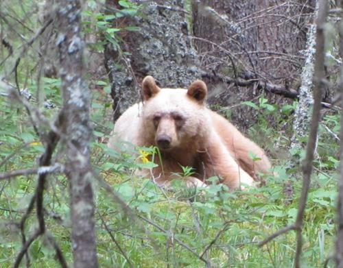 Spectator along the power line road 