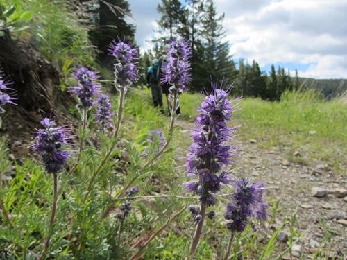Silky Scorpionweed (<i>Phacelia sericea</i>) along the power line road
