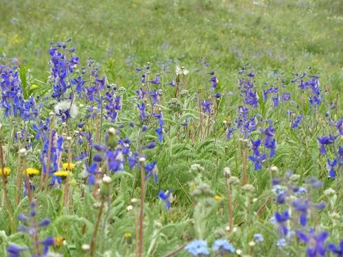 Low larkspur (<i>Delphinium bicolor</i>)