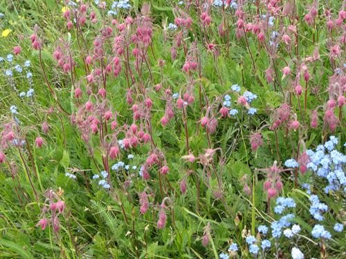 Three-flowered avens (a.k.a. Old Man's Whiskers) <i>Geum triflorum</i> 