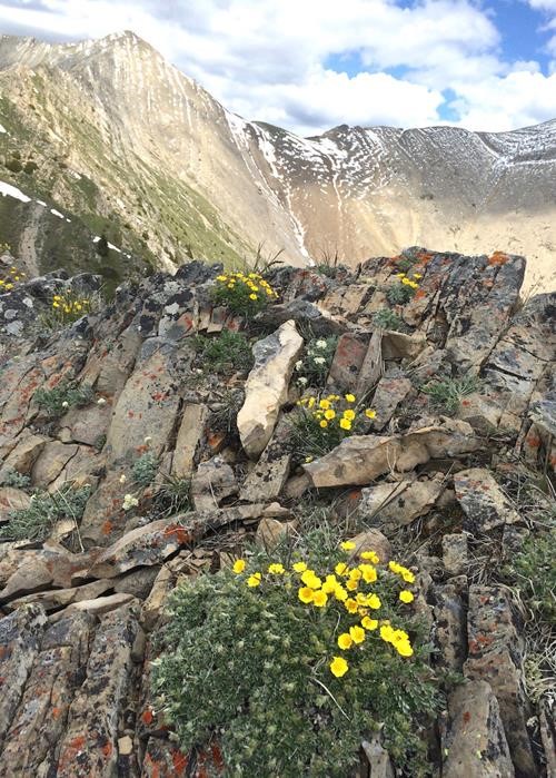 Along the upper ridge