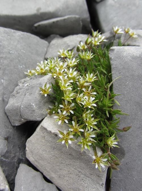 Life on the rocks- Rocky Mountain Sandwort (<i>Sabulina austromontana</i>)