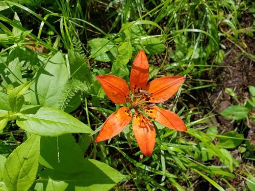 Wood lilies were in their prime