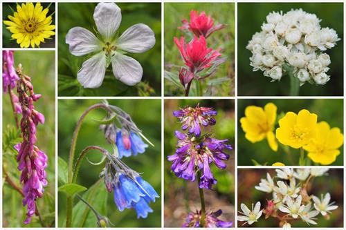 Floral montage (by {2084 kry har}