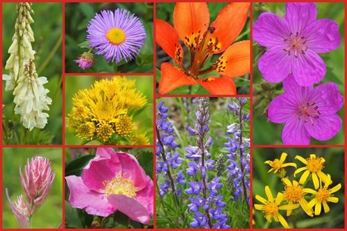More floral montage by {2084 kry har}