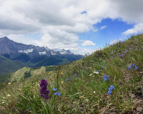 Some flowers on the slopes below the first hill, looking north towards Highwood Pass