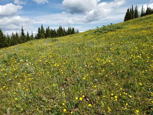 Flowery meadows on Jumping Pound Mountain