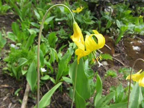 Glacier lily in bloom Glacier lily in bloom