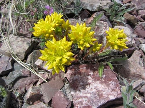 Common Stonecrop (<i>Sedum lanceolatum</i>)