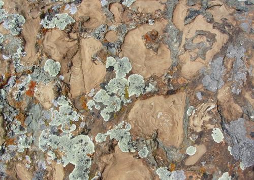 interesting rock - stromatolites?