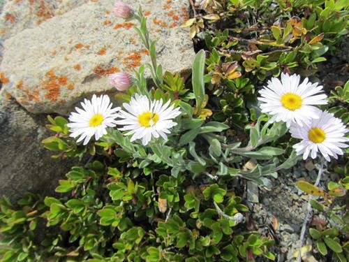 Tufted fleabanes (<i>Erigeron caespitosus</i>). Unknown bug on second flower from left.