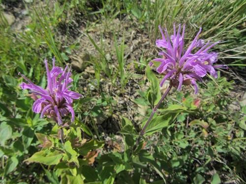Wild Bergamot (<i>Monarda fistulosa</i>) along the pipeline r.o.w.