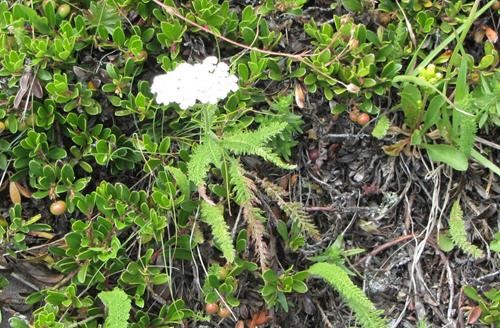 Common yarrow (<i>Achillea millefolium</i>) on Yarrow Ridge