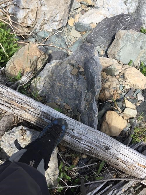 Ancient stromatolites