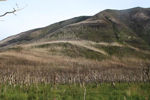 Burnt forest along Red Rock Canyon Parkway in Waterton