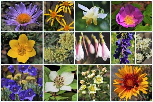 Flower montage by Krystyna