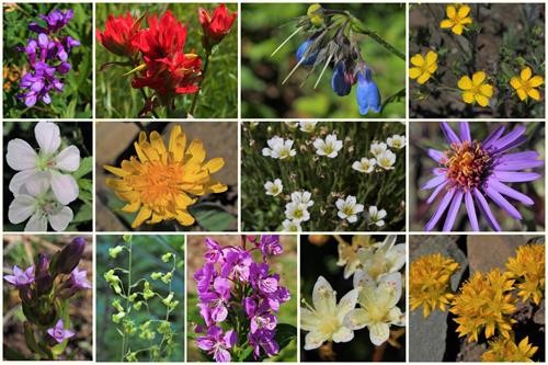 More floral montage by Krystyna
