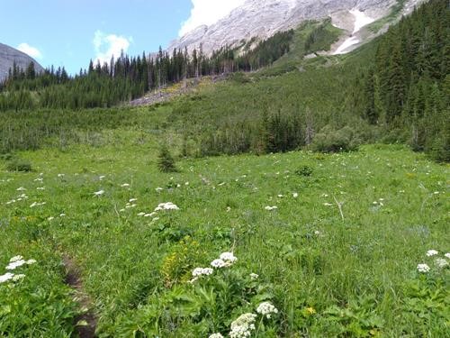 Grizzly grocery featuring cow parsnip