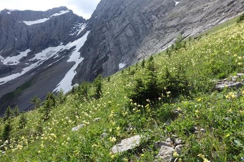 hillside of yellow columbine (<i>Aquilegia flavescens</i>)